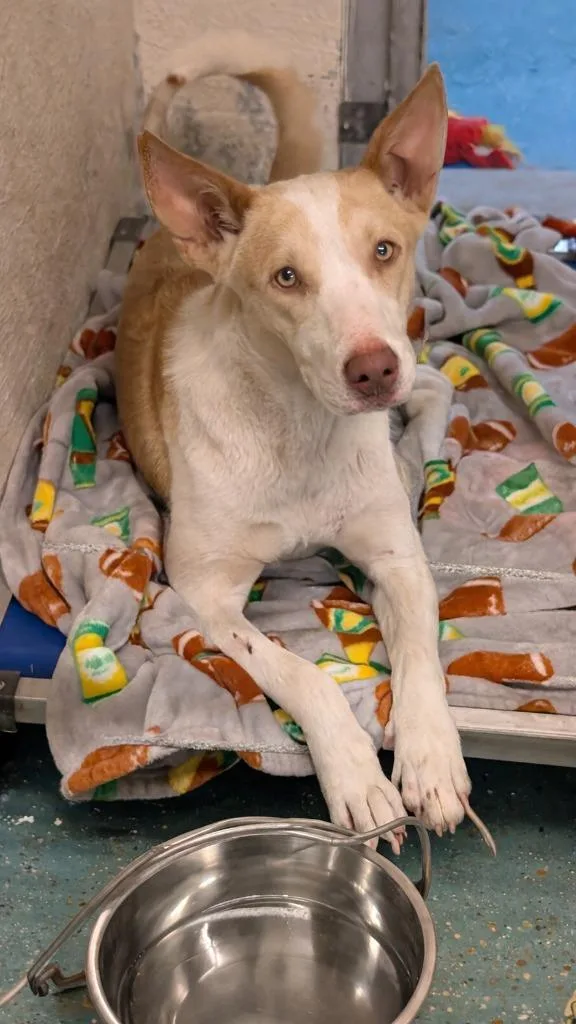 A young medium-sized female Labrador Retriever dog named Ruby for adoption in Seven Points, TX