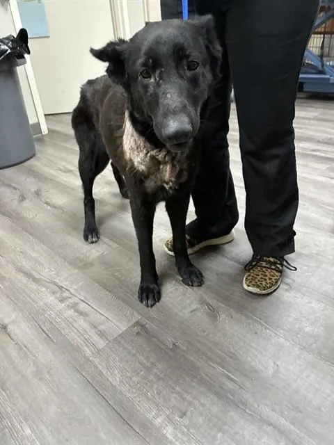 An adult medium-sized female German Shepherd Dog dog named Gladys for adoption in Stockton, CA