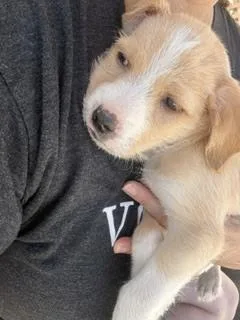 Sawyer