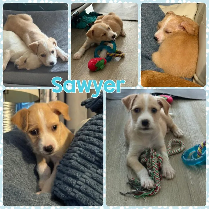 Sawyer thumbnail 5