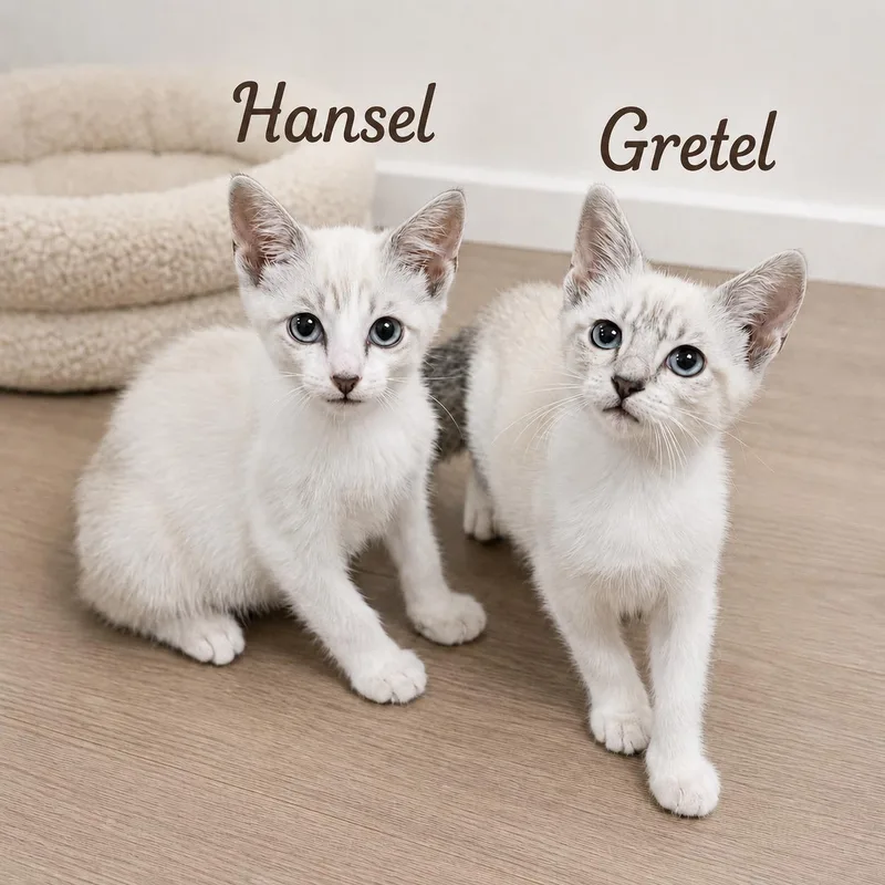 Hansel thumbnail 5