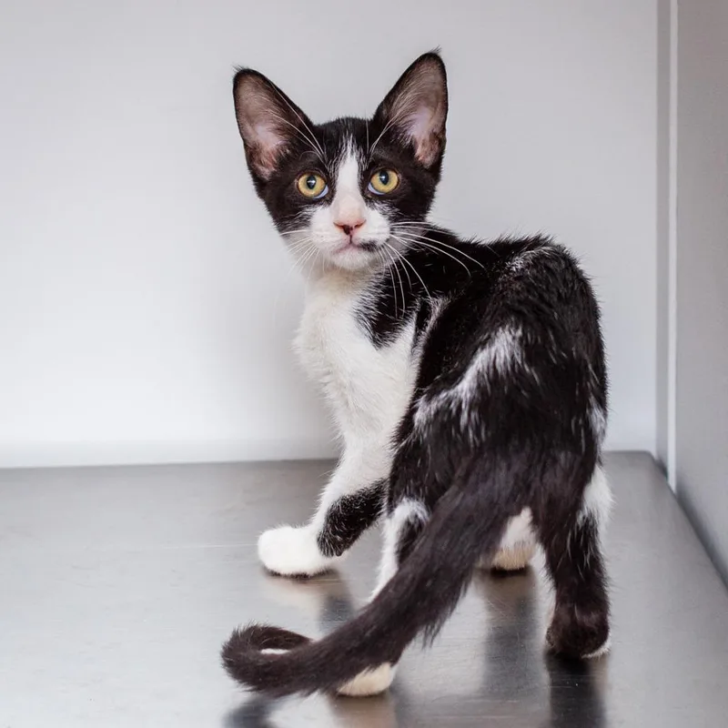 A baby small-sized male Black Domestic Short Hair cat named Larry for adoption in Hattiesburg, MS