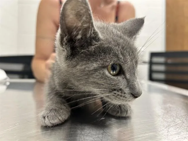 A baby small-sized female Domestic Short Hair cat named Asher for adoption in Ocala, FL