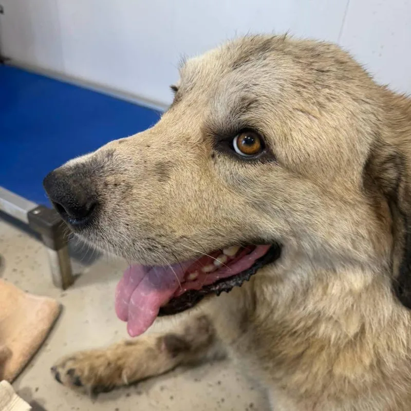 An adult extra large-sized male White / Cream Great Pyrenees dog named Clyde for adoption in Bendena, KS