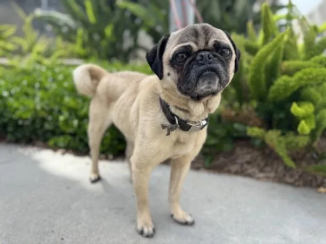 An adult small-sized male Pug dog named Bob for adoption in San Pedro, CA