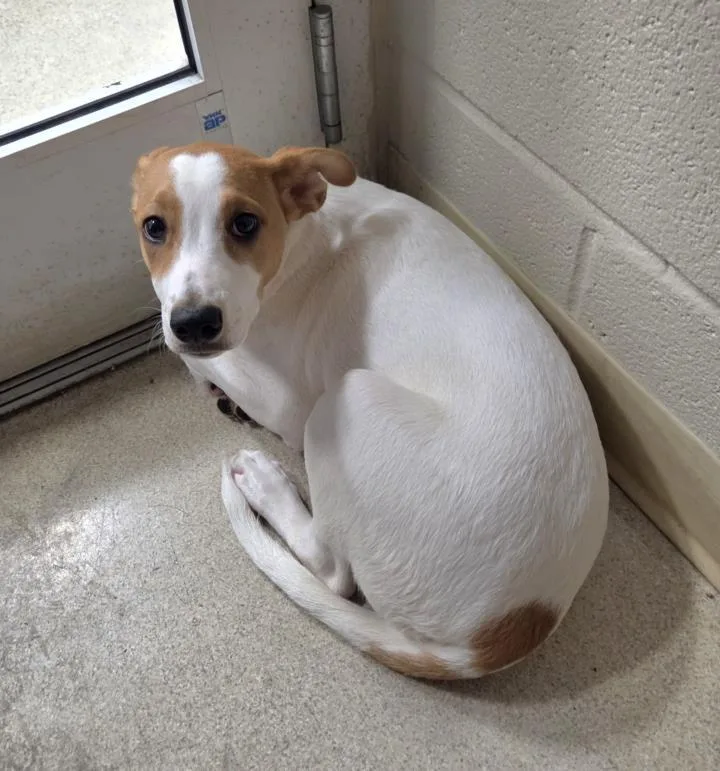 A baby small-sized female Terrier dog named Sally for adoption in Hagerstown, MD