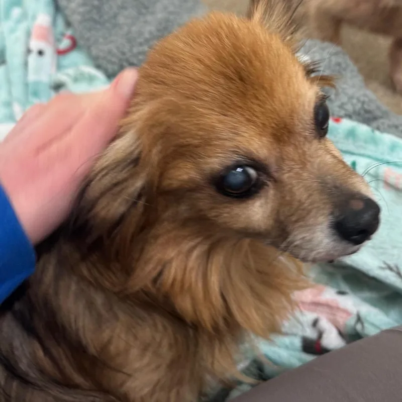 A senior small-sized female Brown / Chocolate Mixed Breed dog named Tinkerbell for adoption in Pekin, IL