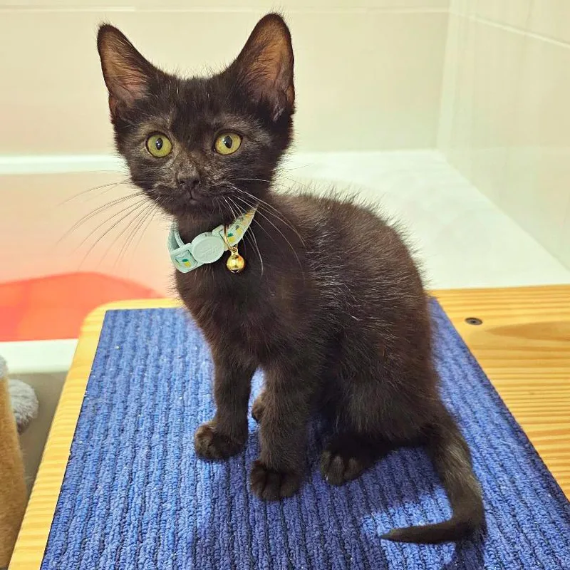 A baby small-sized male Domestic Short Hair cat named Fozzie for adoption in Fairfax, VA
