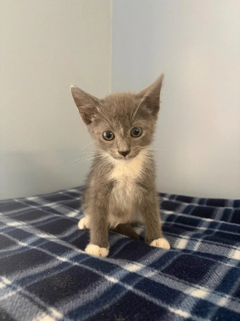 A baby small-sized male Domestic Short Hair cat named Ghost for adoption in Lovingston, VA