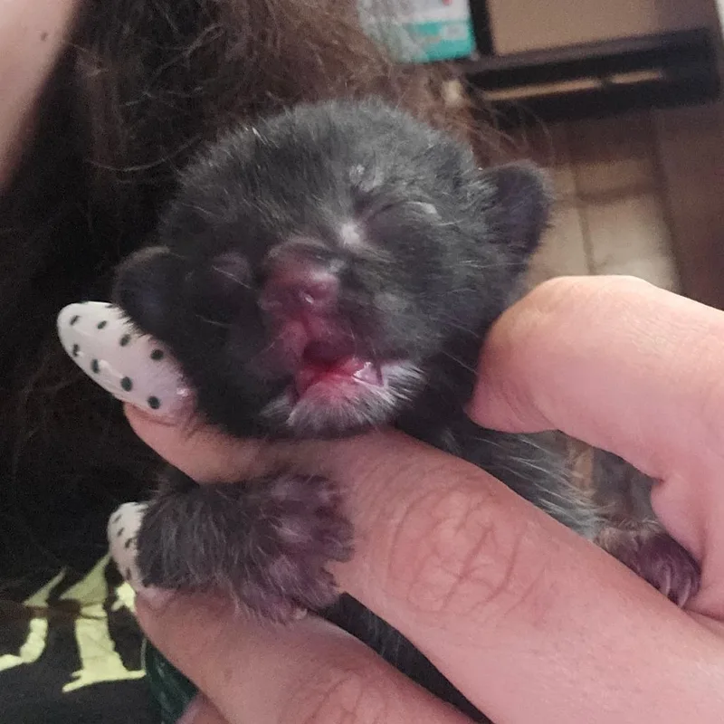 A baby small-sized female Black Domestic Short Hair cat named Buffalo for adoption in Hanna City, IL