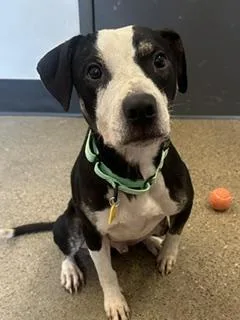 A baby medium-sized male Black Pit Bull Terrier dog named Hamilton for adoption in Cleveland, OH
