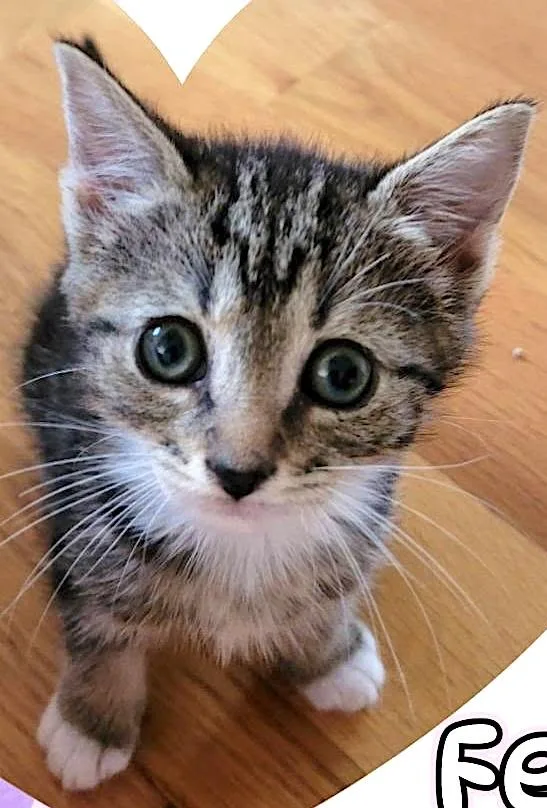 A baby medium-sized female Tabby (Gray / Blue / Silver) American Shorthair cat named Marshmallow Batman & for adoption in Mount Airy, NC