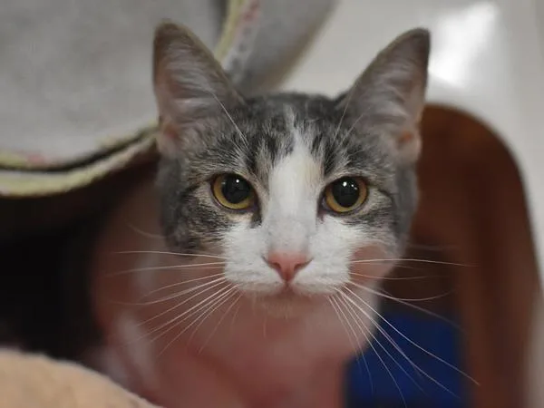A young small-sized female Domestic Short Hair cat named Stormy for adoption in Portland, OR