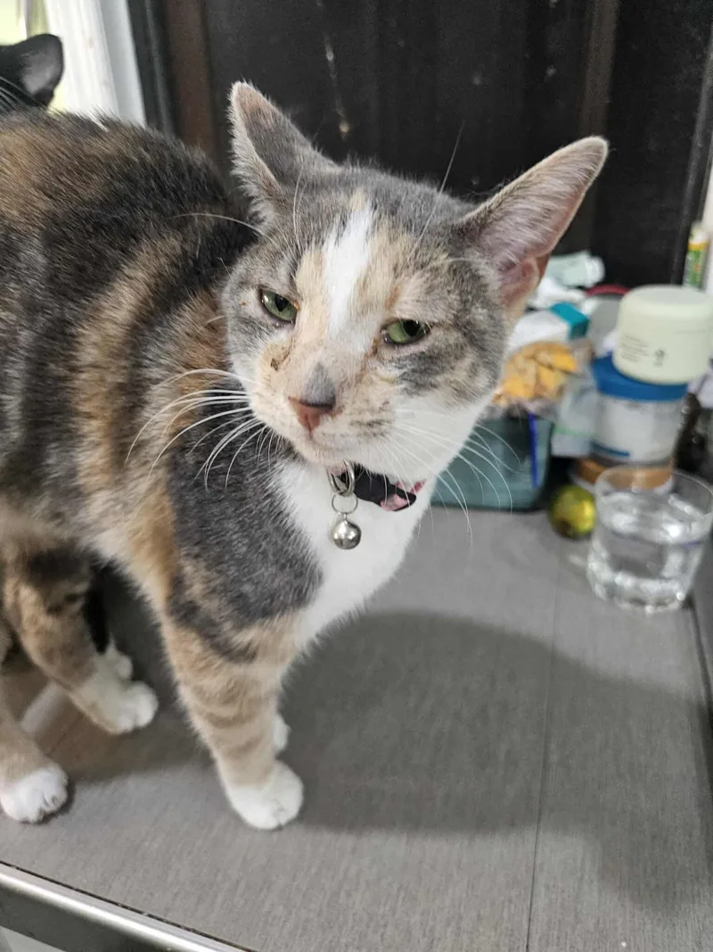 Pashmina thumbnail 2