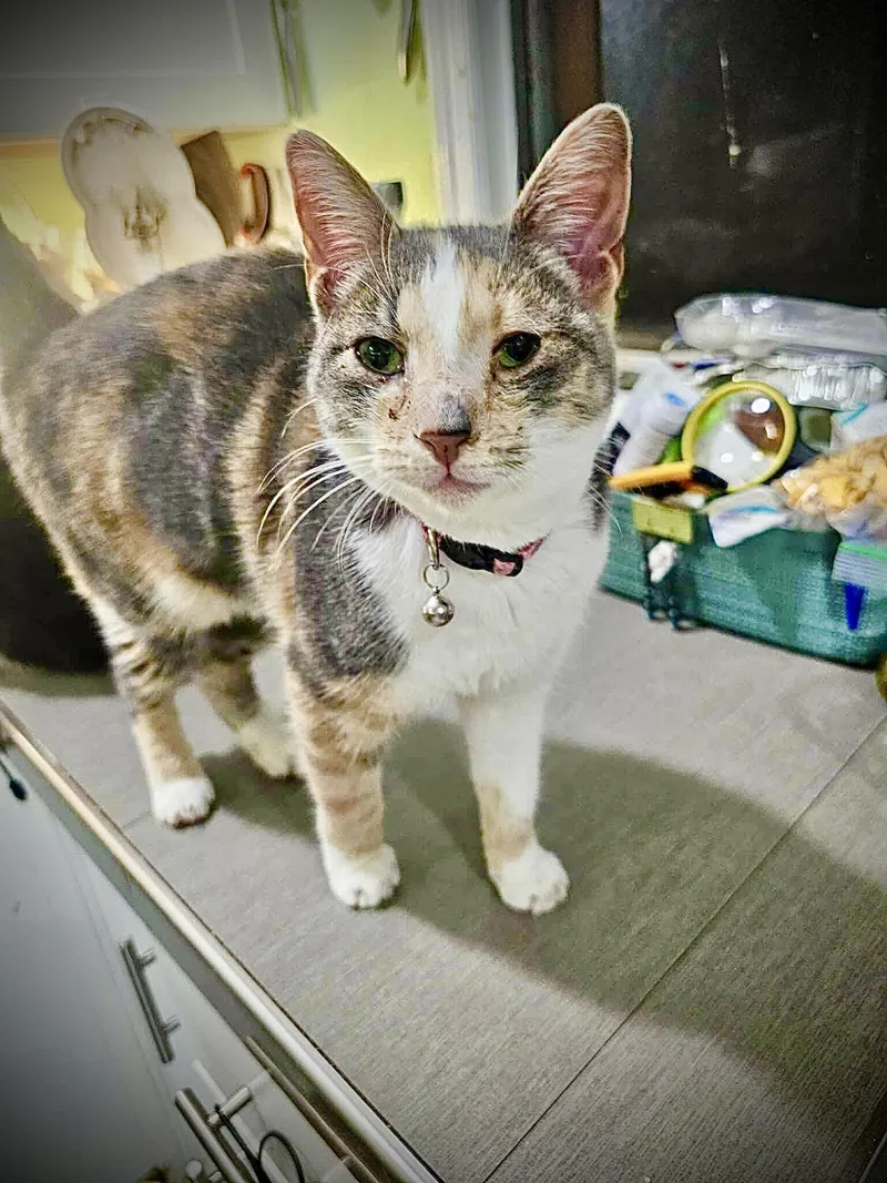 Pashmina thumbnail 4