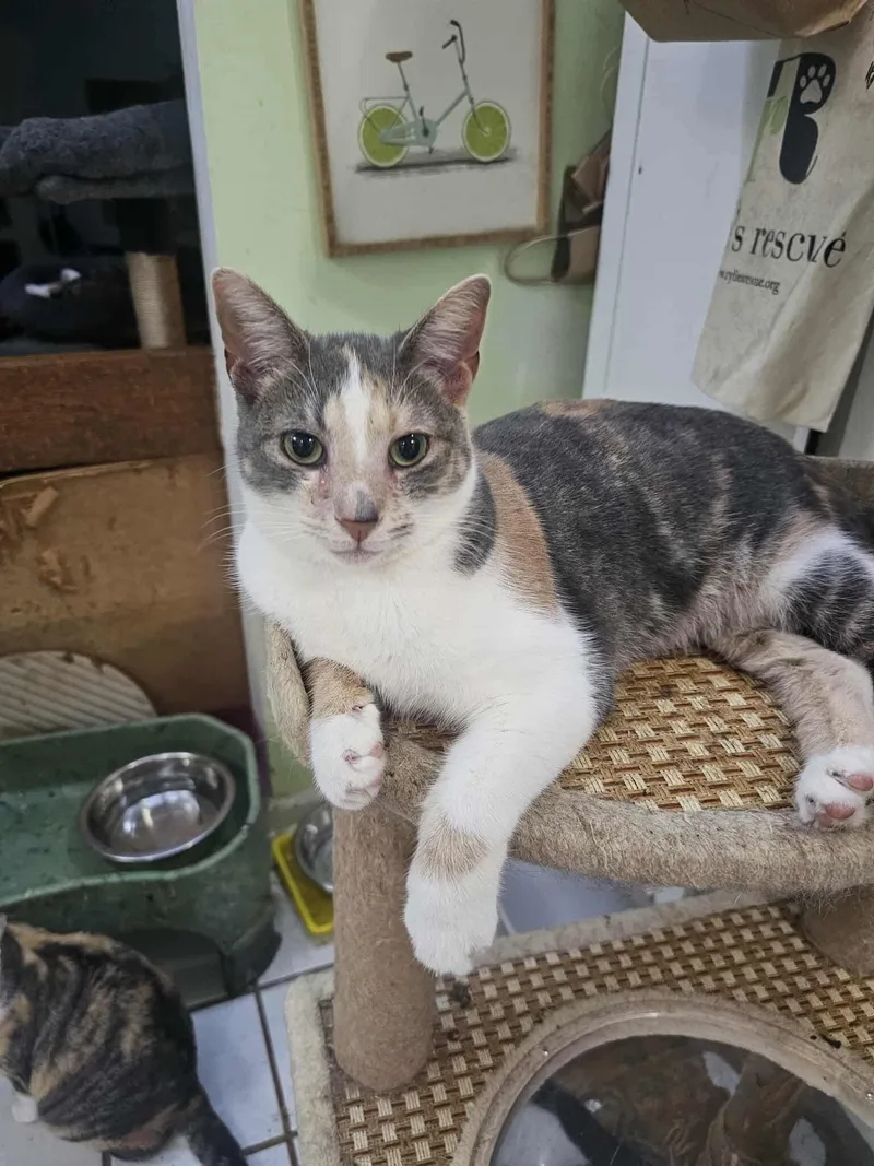 Pashmina thumbnail 5