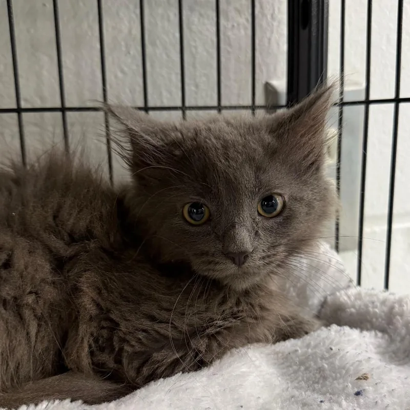 A baby small-sized male Gray / Blue / Silver Domestic Long Hair cat named Howie for adoption in Hampton Bays, NY