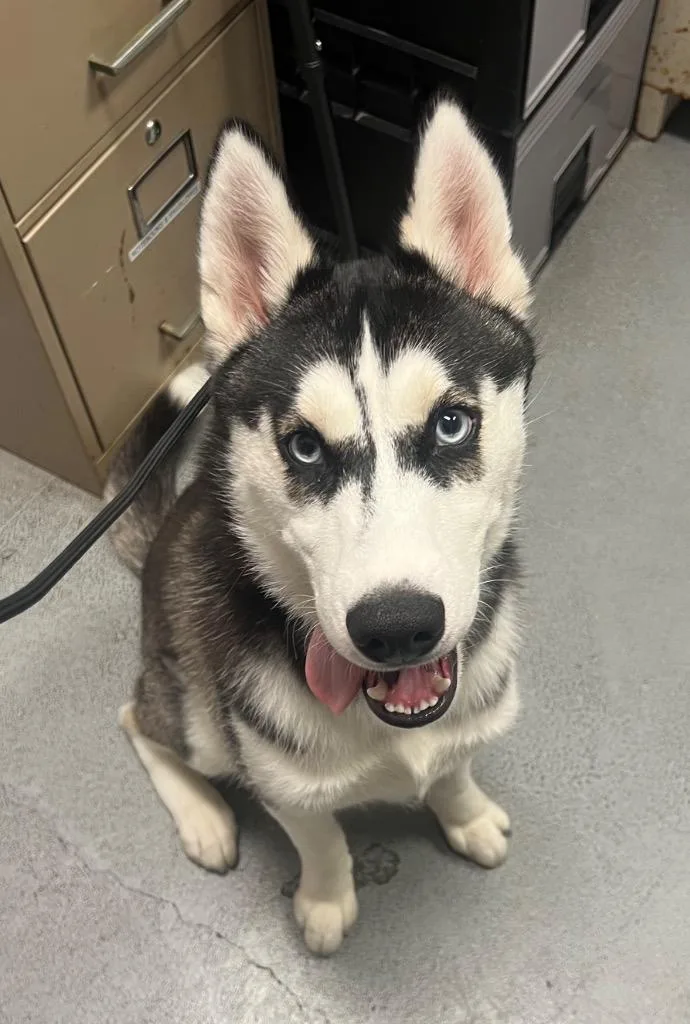 A baby medium-sized male Siberian Husky dog named Snowball for adoption in Ewing, NJ