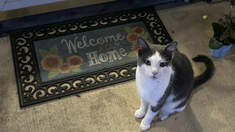 Gordon Or Gordie thumbnail 2