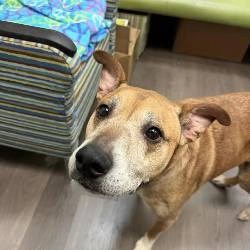 A baby small-sized male Yellow / Tan / Blond / Fawn Shepherd dog named Grimlock for adoption in Lynchburg, VA