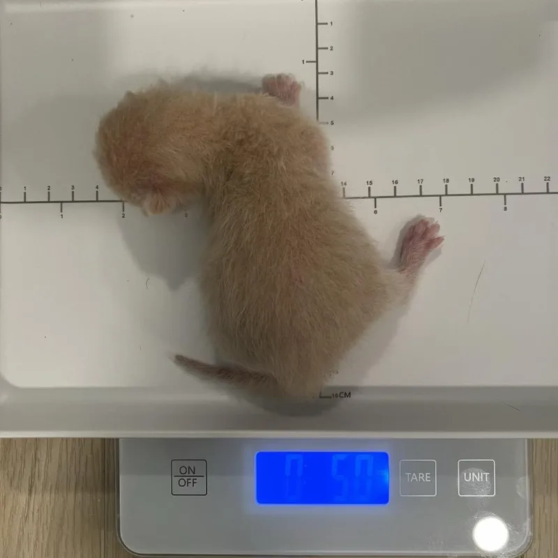 A baby small-sized male Buff / Tan / Fawn Domestic Short Hair cat named Boomer for adoption in Englewood, FL
