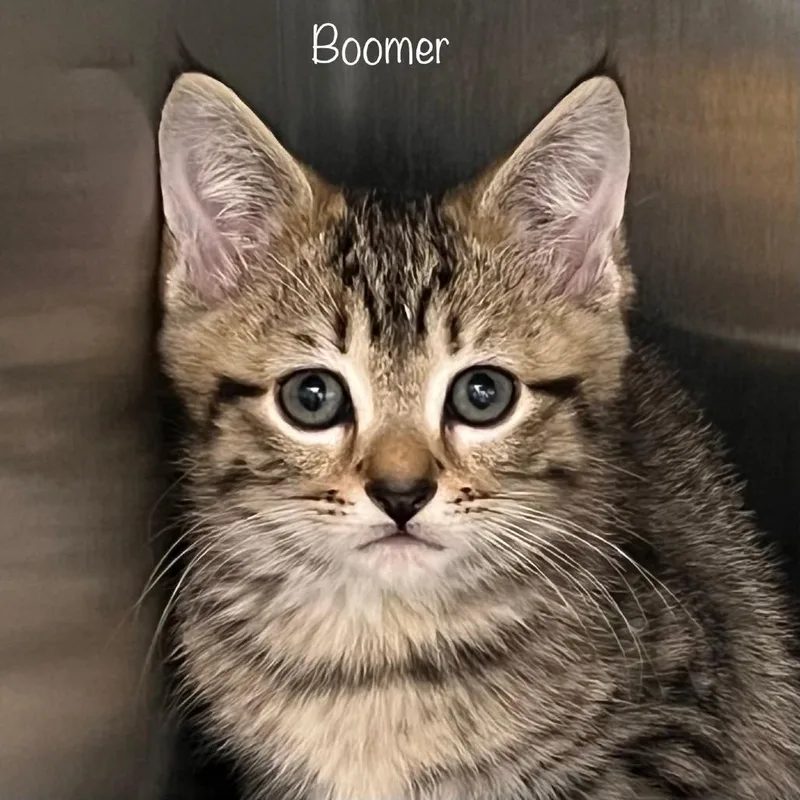 Boomer thumbnail 2