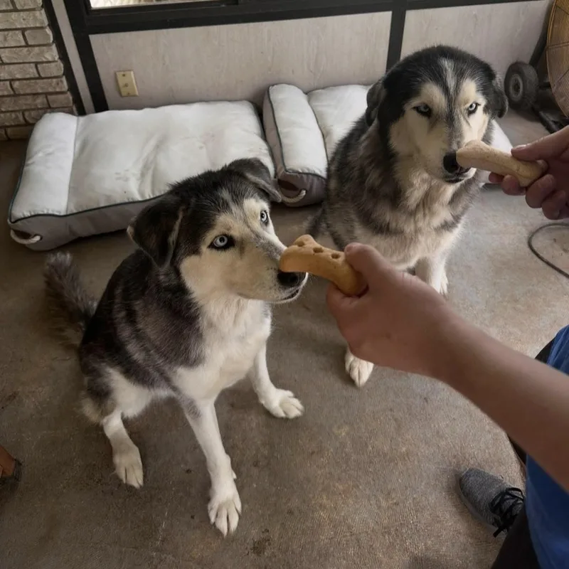 Miska & Eko thumbnail 3