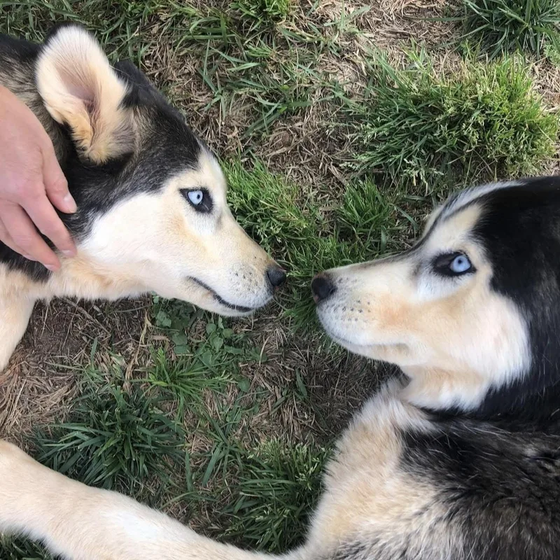 A senior large-sized male Siberian Husky dog named Miska & Eko for adoption in Columbia, SC