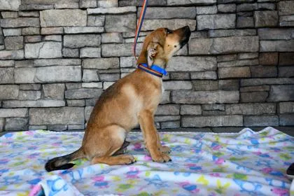 A baby large-sized male German Shepherd Dog dog named Chomper for adoption in Yakima, WA