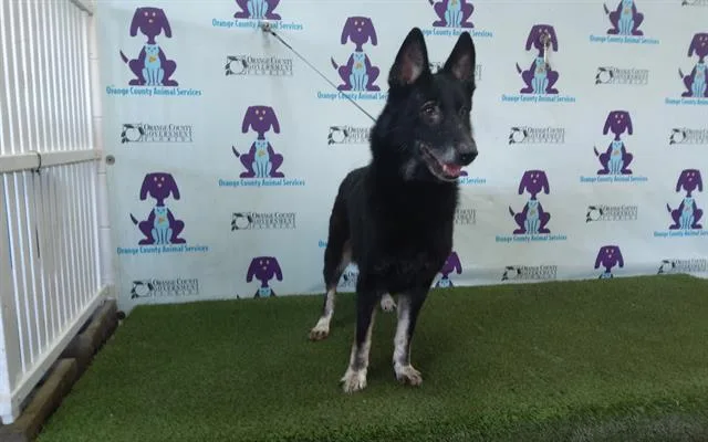 An adult large-sized female German Shepherd Dog dog named Luna for adoption in Orlando, FL