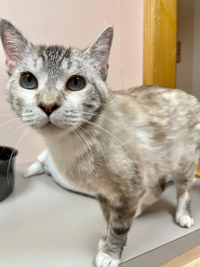 A baby medium-sized female Domestic Short Hair cat named Christa for adoption in Westfield, NY