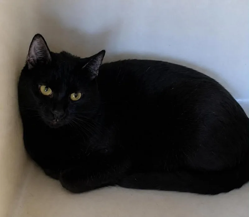 A young large-sized male Domestic Short Hair cat named Ford for adoption in Columbia, TN