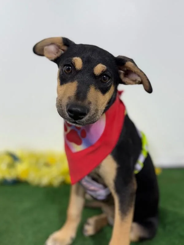 A baby medium-sized female Black German Pinscher dog named Mitzy for adoption in Carlsbad, CA