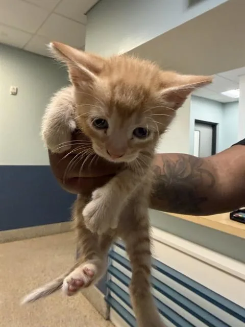 A baby small-sized male Domestic Short Hair cat named Wally for adoption in Miami, FL