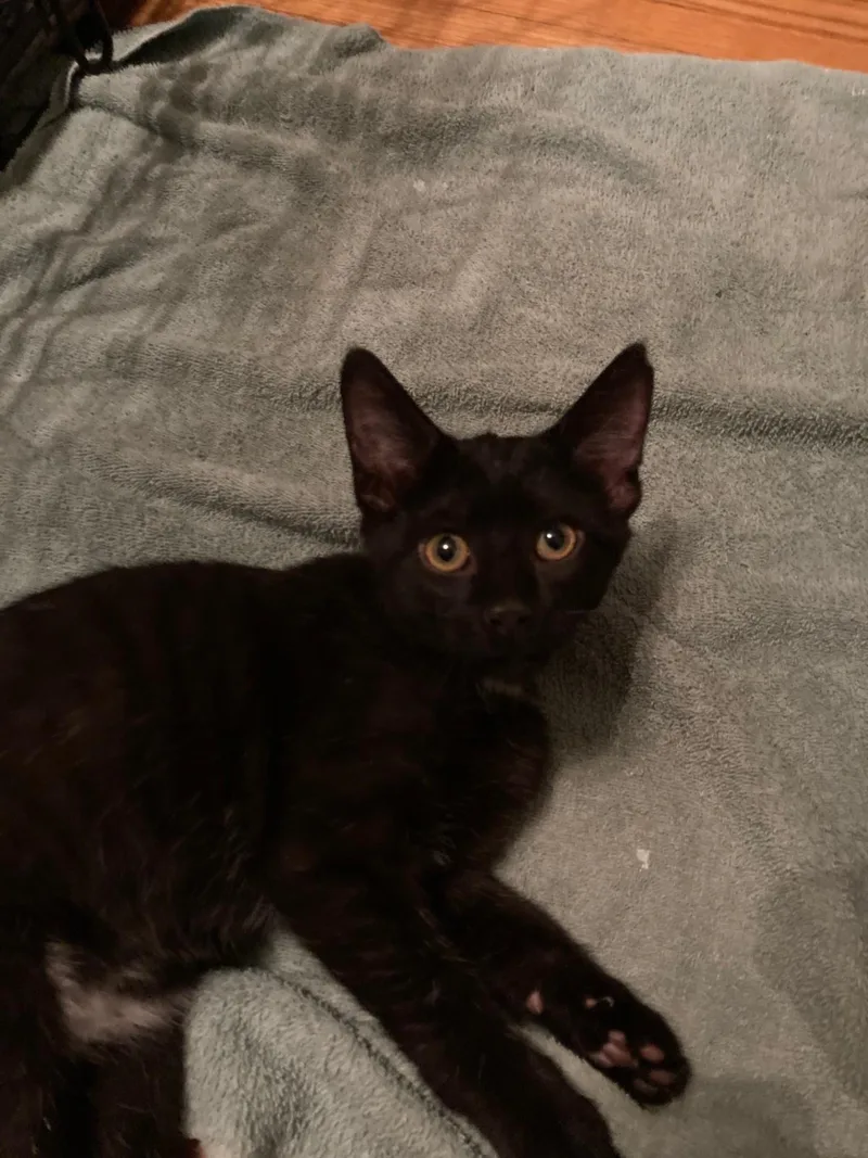 A baby medium-sized male Black & White / Tuxedo Domestic Short Hair cat named Triscuit and Wheat Thins for adoption in Mokena, IL
