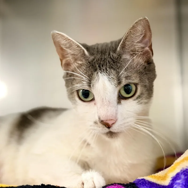 An adult medium-sized female Gray & White Domestic Short Hair cat named Rainy for adoption in Jackson, NJ