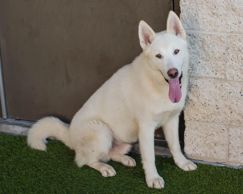 A young medium-sized male White / Cream Siberian Husky dog named Nevada for adoption in Mont Belvieu, TX