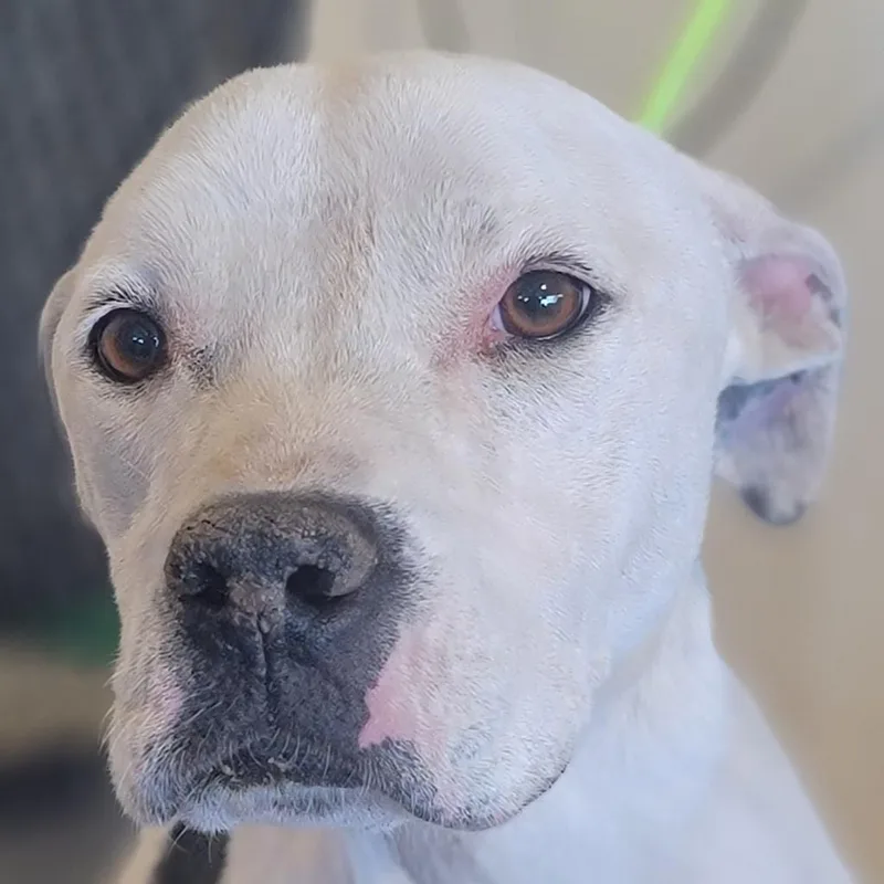 An adult medium-sized female White / Cream Mixed Breed dog named Mamas for adoption in Las Cruces, NM