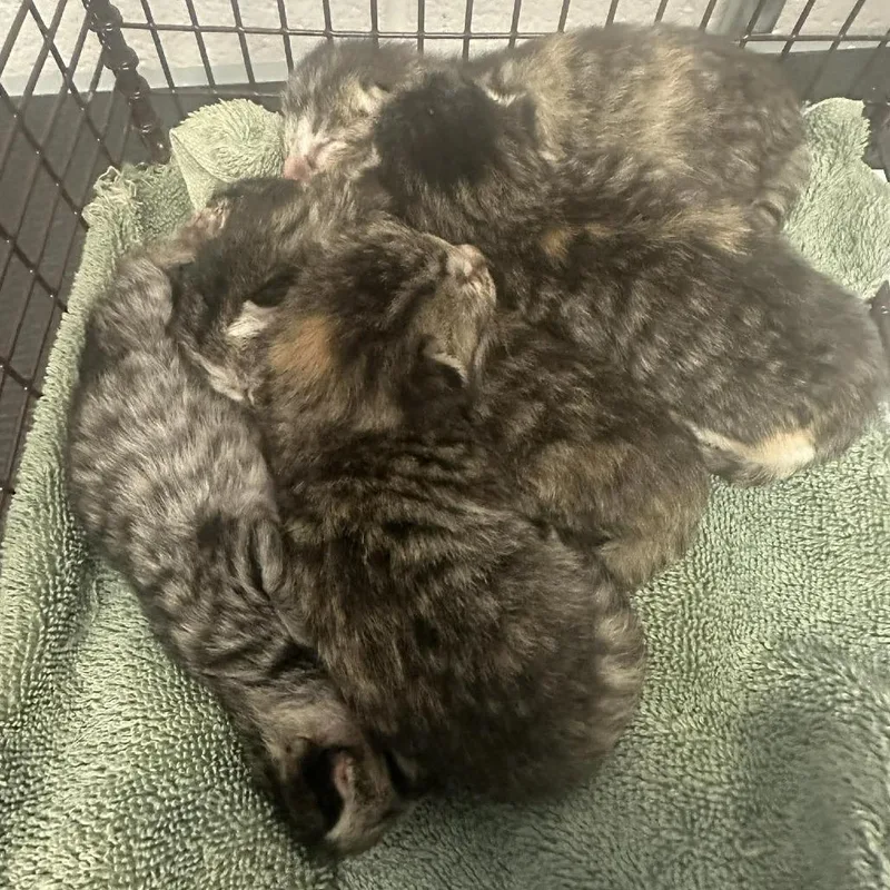 A baby small-sized female Brown / Chocolate Domestic Short Hair cat named Ceviche C for adoption in Princeton, MN