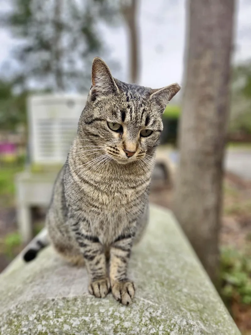 Rose Nose thumbnail 2