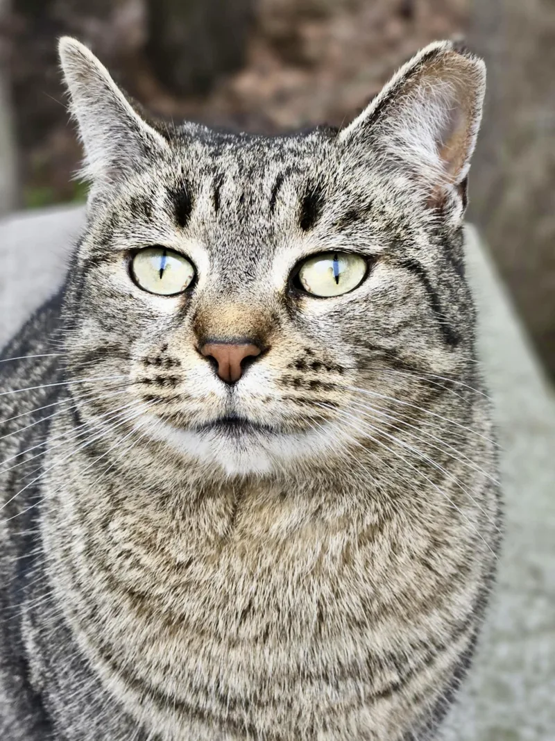 Rose Nose thumbnail 3