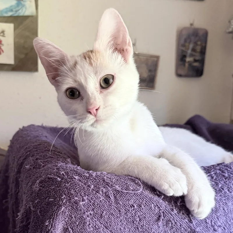 A baby small-sized female Calico Domestic Short Hair cat named Cutie & Patches for adoption in Liverpool, TX