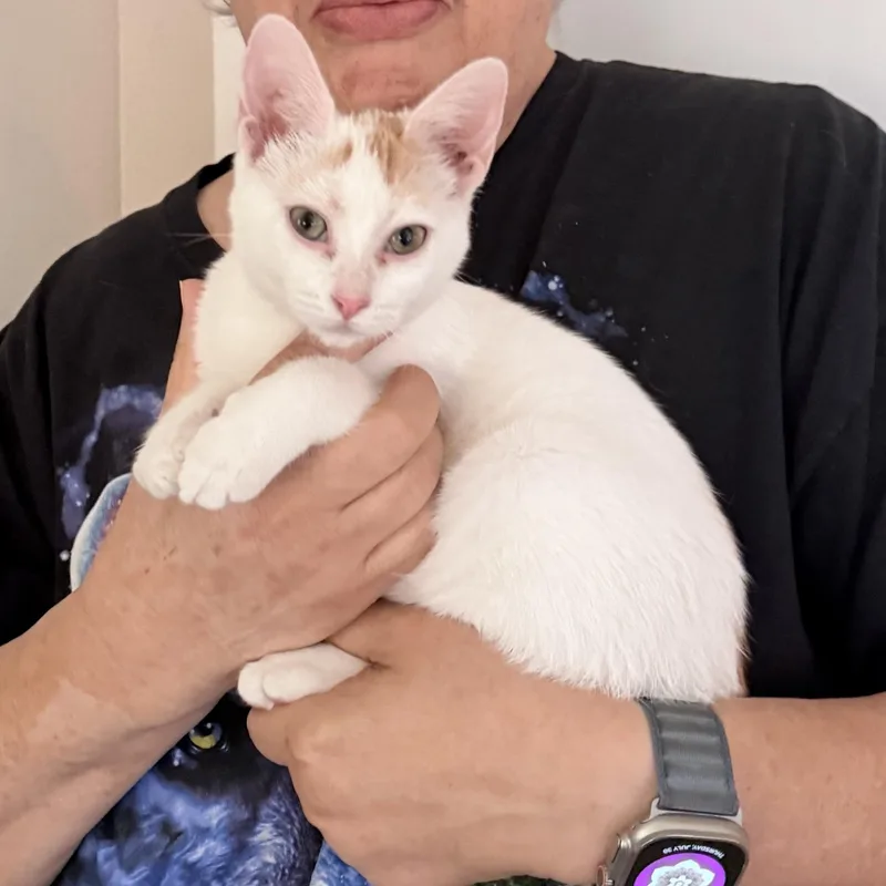 Cutie & Patches thumbnail 2