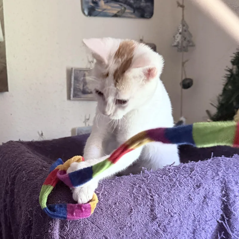 Cutie & Patches thumbnail 4
