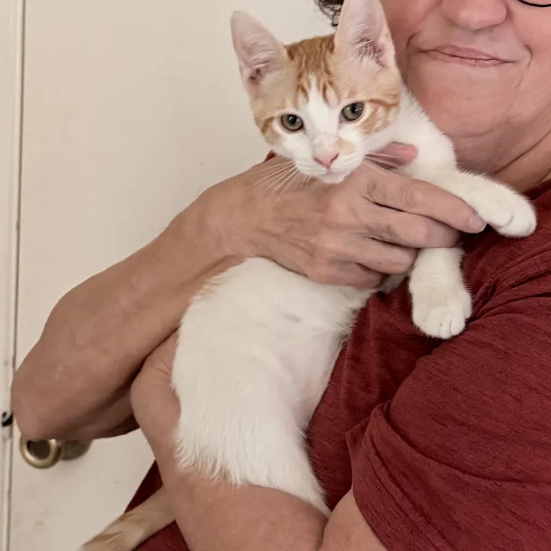 Cutie & Patches thumbnail 5