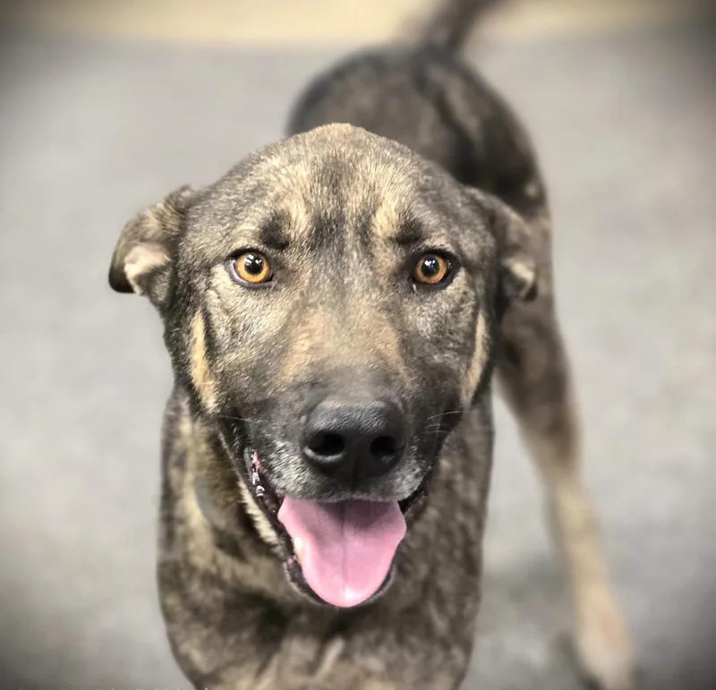 A young large-sized male German Shepherd Dog dog named Fox for adoption in Los Angeles, CA