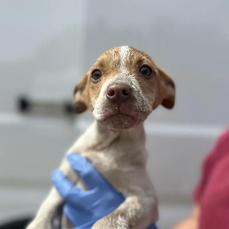A baby small-sized male Brown / Chocolate Terrier dog named Cove for adoption in Columbia, SC