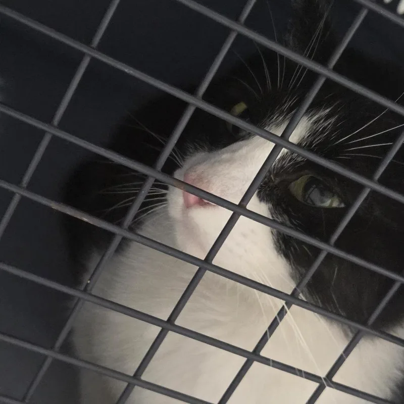 An adult medium-sized female White Domestic Short Hair cat named June for adoption in Greensboro, NC
