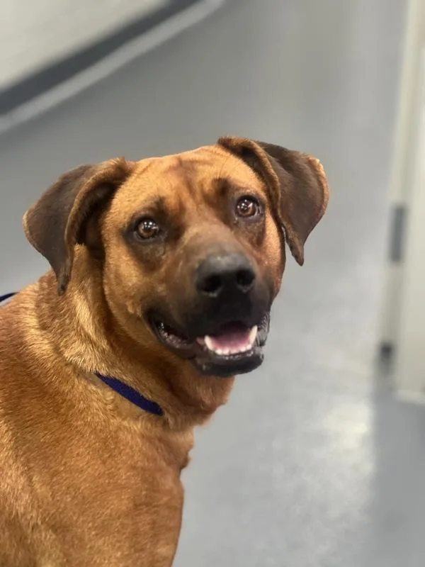 An adult medium-sized male Hound dog named Jeff for adoption in Canton, GA