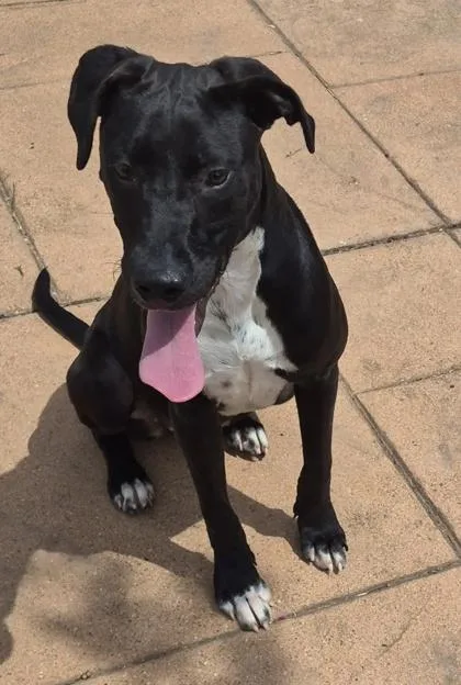 A baby small-sized female Terrier dog named Susan for adoption in Shreveport, LA